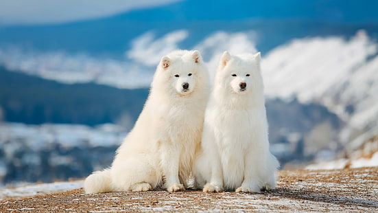 cane samoiedo, cane di razza, mammifero, cani, cane bianco, cane, Sfondo HD HD wallpaper