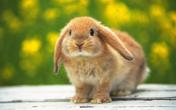 Lindo conejito, adorable, conejos, piel marrón, ojos negros, lindo conejito, adorable, conejos, piel marrón, ojos negros, Fondo de pantalla HD