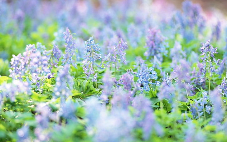 weiße und lila Blüten, Blumen, Natur, Schärfentiefe, blaue Blumen, HD-Hintergrundbild