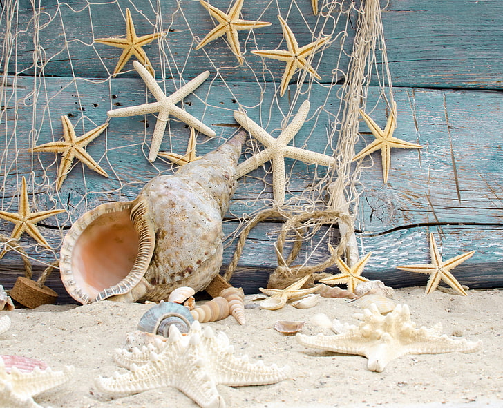 starfish lot, sand, beach, stars, shell, wood, marine, seashells, starfishes, HD wallpaper