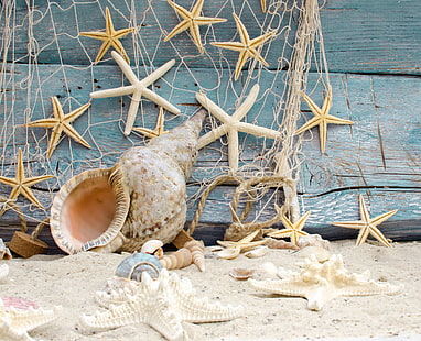 sjöstjärnsparti, sand, strand, stjärnor, skal, trä, marin, snäckskal, sjöstjärnor, HD tapet HD wallpaper