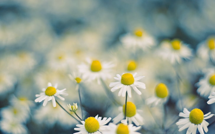 white daisy flowers, macro, flowers, white flowers, Chamomile, HD wallpaper