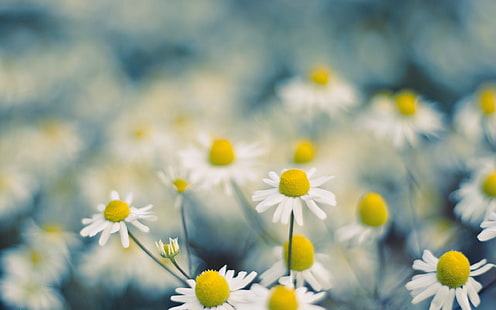 white daisy flowers, macro, flowers, white flowers, Chamomile, HD wallpaper HD wallpaper