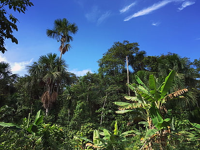 foresta pluviale amazzonica, giungla amazzonica, giungla, giungla peruviana, Sfondo HD HD wallpaper
