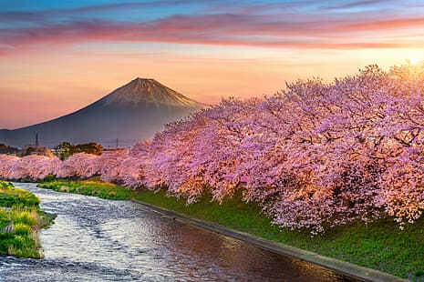 kiraz, bahar, Japonya, Sakura, çiçekli, Fuji Dağı, manzara, pembe, çiçek, dağ, Fuji, HD masaüstü duvar kağıdı HD wallpaper