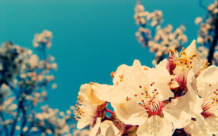 Cherry Blossom Flower Tree HD, natura, kwiat, drzewo, kwiat, wiśnia, Tapety HD
