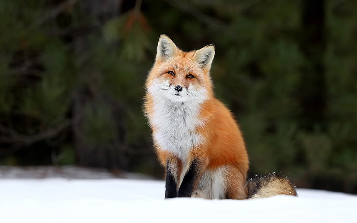raposa vermelha e branca, raposa, neve, inverno, HD papel de parede