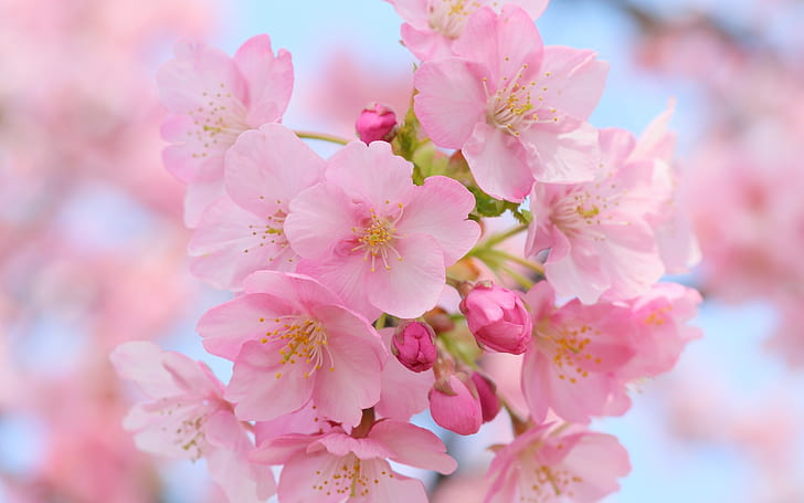Pink Cherry Blossom, розови цветя, пролетни цветя, черешов цвят, HD тапет