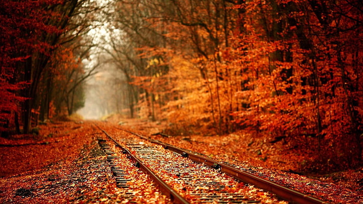 가을 철도 풍경 HD 월페이퍼, 갈색 기차 레일, HD 배경 화면