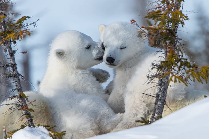snow, polar bears, bears, baby animals, animals, HD wallpaper