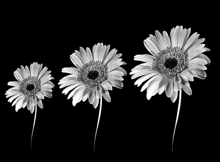 Гербера маргаритки черно и бяло, сива снимка на цвете, черно и бяло, цветя, маргаритка гербера, минимализъм, HD тапет