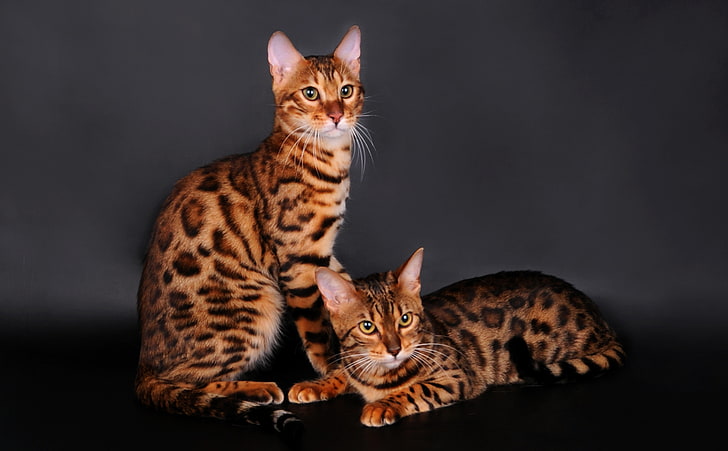 two bengal cats, bengal cat, cat, couple, leopard color, HD wallpaper