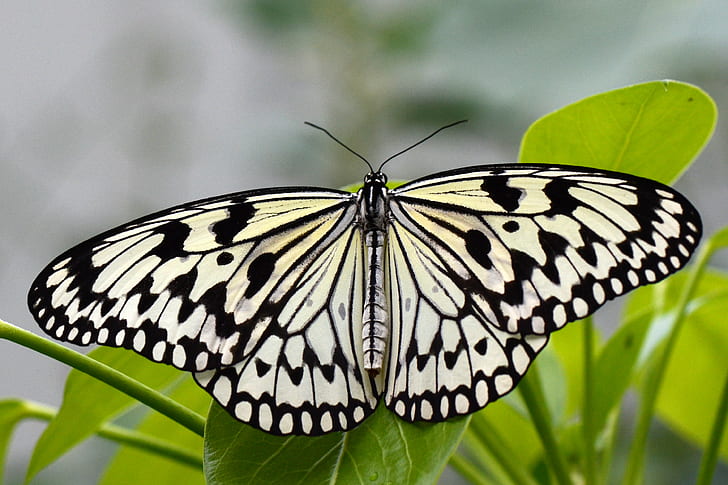 Paperkite Butterfly siedzący na zielonej liście, Motyl, zielony, liść, papier ryżowy, nikon d5100, idea, czarny biały, białe skrzydła, mariposa, Schmetterlinge, Lepidoptera, owad, natura, motyl - owad, zwierzę, skrzydło zwierzęcia, piękno w naturze, makro, multi Kolorowe, zbliżenie, przyroda, Tapety HD