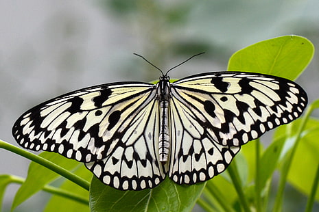 Paperkite Butterfly, сидящая на зеленом лафе, бабочка, зеленый, лаф, рисовая бумага, nikon d5100, идея, черный белый, белые крылья, mariposa, Schmetterlinge, чешуекрылые, насекомое, природа, бабочка - насекомое, животное, крыло животного, красота в природе,макро, разноцветные, макро, живая природа, HD обои HD wallpaper