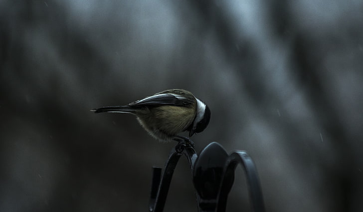 black-capped chickadee bird, titmouse, bird, sitting, HD wallpaper