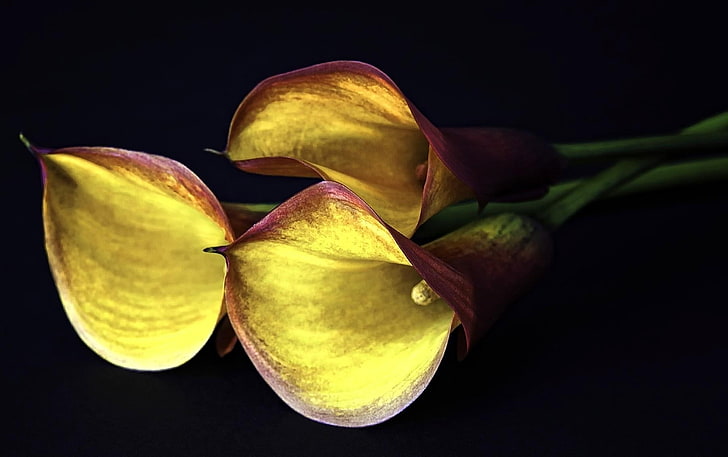 three yellow-and-red peace lilies, calla lilies, flowers, three, yellow, black background, HD wallpaper