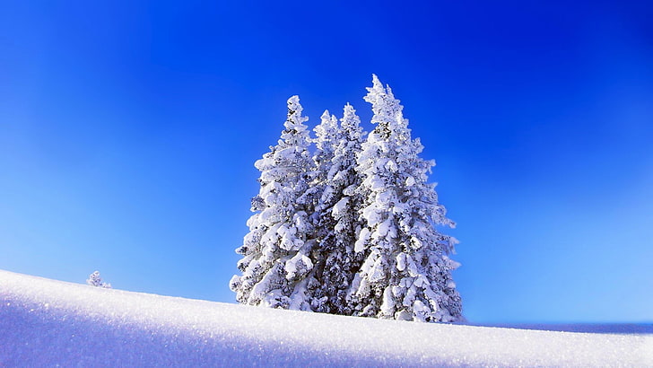 hiver, neige, neige, pin, pins, ciel bleu, nature, Fond d'écran HD