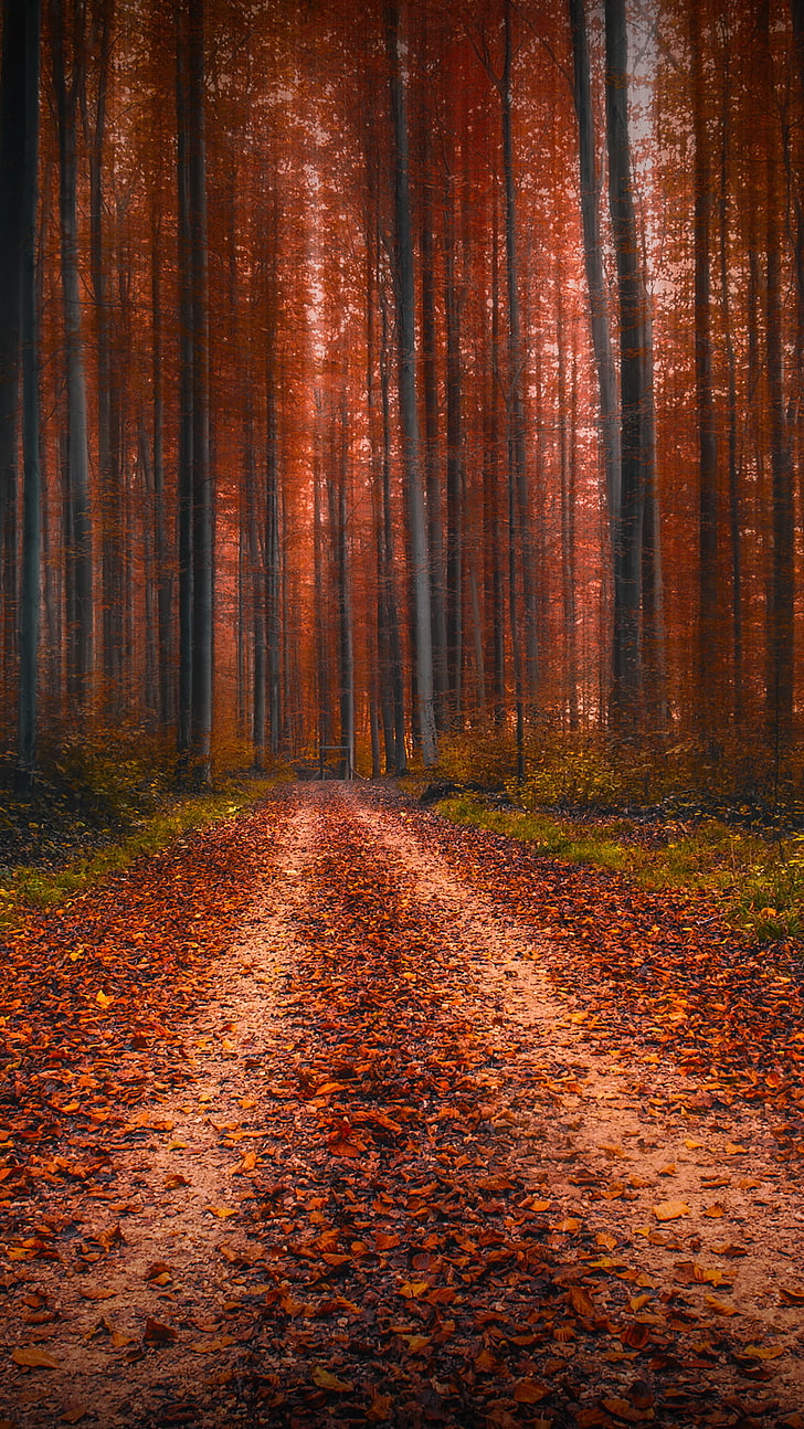 alfombra de área marrón y negra, naturaleza, paisaje, pantalla de retrato, hojas, hojas caídas, camino de tierra, árboles, bosque, otoño, Fondo de pantalla HD, fondo de pantalla de teléfono