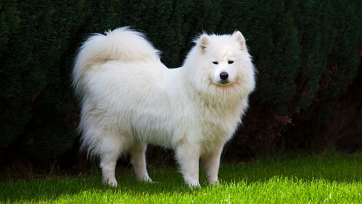 dog, samoyed dog, dog breed, mammal, white dog, canine, samoyed, HD wallpaper