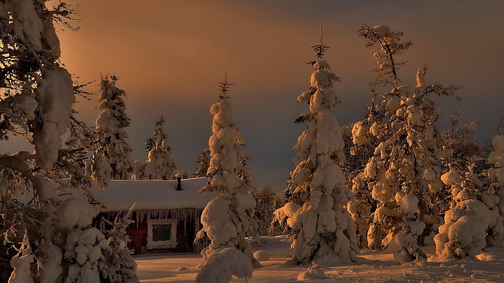 ilustração de árvore coberta de neve, paisagem, pinheiros, neve, casa de campo, inverno, HD papel de parede