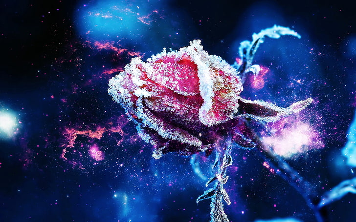 pink rose illustration, rose, frost, flower, bud, HD wallpaper