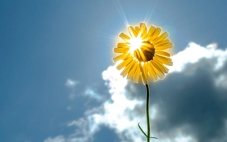 yellow daisy flower, flower, the sky, the sun, flowers, background, widescreen, Wallpaper, sunflower, sun, full screen, HD wallpapers, fullscreen, yellow. yellow, HD wallpaper