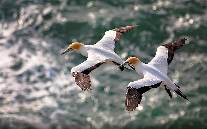 두 개의 흰색과 갈색 부비 새, 자연, HD 배경 화면