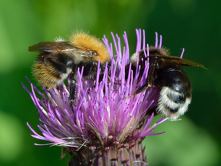Insects, Bee, Animal, Bumblebee, Common Carder Bee, Gypsy Cuckoo Bumblebee, Thistle, HD wallpaper