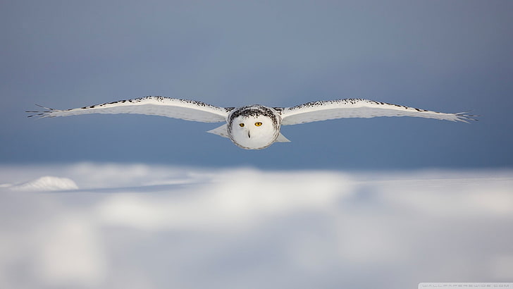 white owl, owl, birds, snow, HD wallpaper