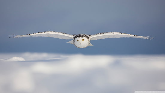 white owl, owl, birds, snow, HD wallpaper HD wallpaper