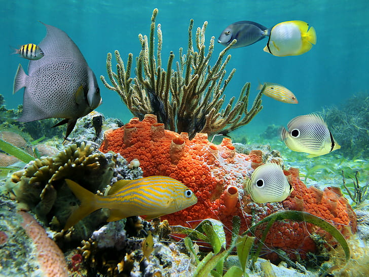 Tropisk, korall, rev, tropisk, korall, rev, under vattnet, hav, fiskar, undervattensvärld, korallrev, Rybka, HD tapet