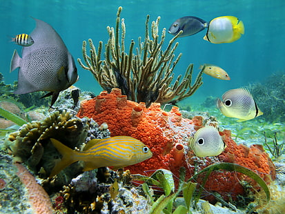 熱帯、サンゴ、サンゴ礁、熱帯、サンゴ、サンゴ礁、水中、海、魚、水中世界、サンゴ礁、リブカ、 HDデスクトップの壁紙 HD wallpaper