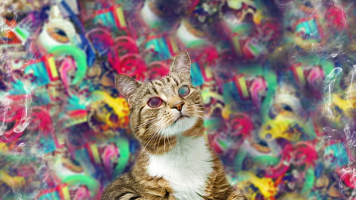 psikedelik, abstrak, kucing, trippy, Wallpaper HD