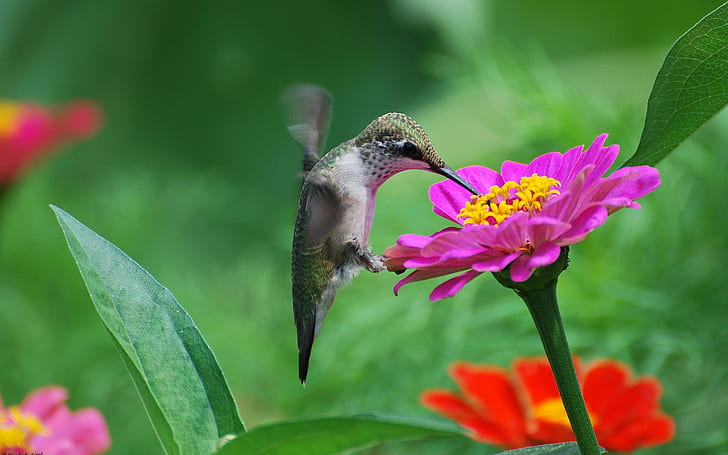 Hummingbird, pink flower, nectar, Hummingbird, Pink, Flower, Nectar, HD wallpaper