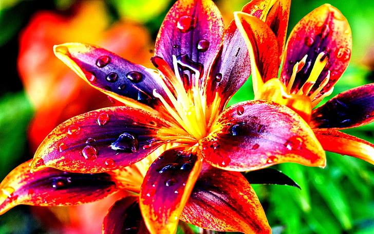 Lilies Nature Colorful Flowers High Contrast Hd Wallpaper 4670, HD wallpaper