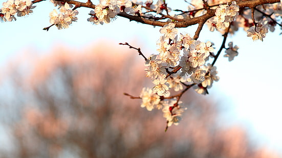 Frühlingsblumenblüte, Kirschblumen, Frühling, Blume, Blüte, Kirsche, Blumen, HD-Hintergrundbild HD wallpaper