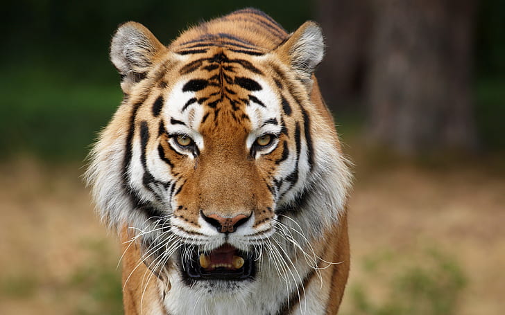 хищники, дикие кошки, сибирские тигры, фотографии животных, HD обои