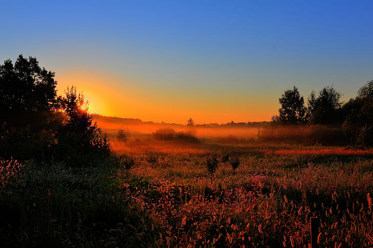 forêt, soleil, arbres, nature, brouillard, aube, tôt le matin, Poliana.champ, Fond d'écran HD