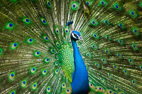 4K, Peafowl, Peacock, HD wallpaper HD wallpaper