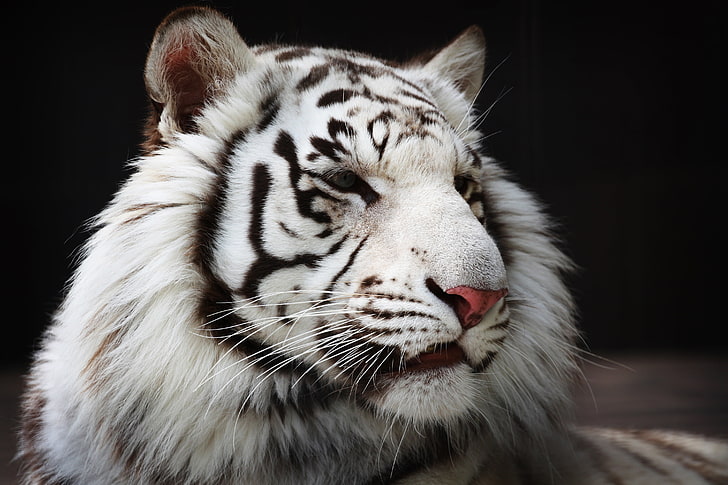 Тигр-альбинос, морда, хищник, мех, белый тигр, дикая кошка, HD обои