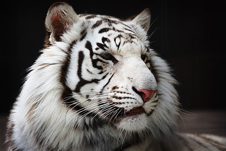 Тигр-альбинос, морда, хищник, мех, белый тигр, дикая кошка, HD обои HD wallpaper