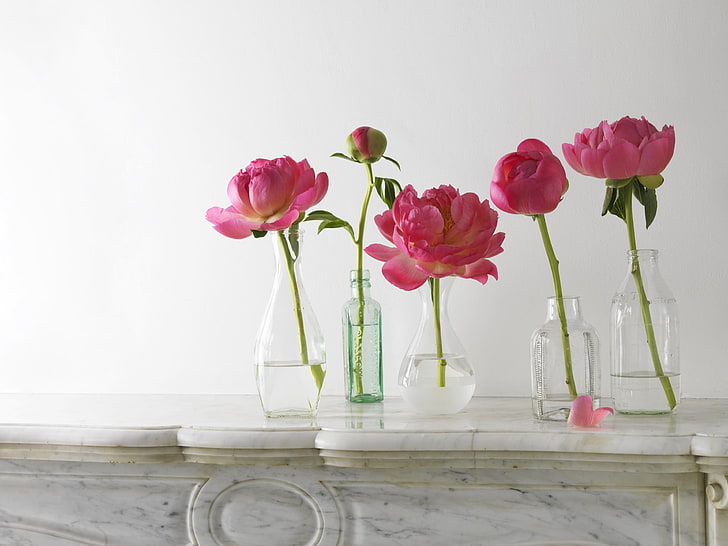 five glass vases, stems, petals, Bud, bottle, pink, peonies, vases, composition, HD wallpaper
