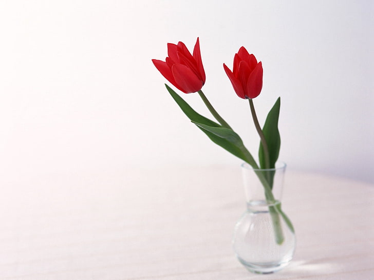 two red rose flowers, tulips, flowers, couple, vase, HD wallpaper