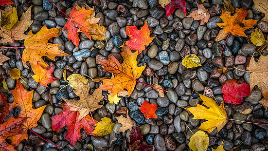 природа, листья, камни, камень, осень, мокрая, капли воды, HD обои HD wallpaper