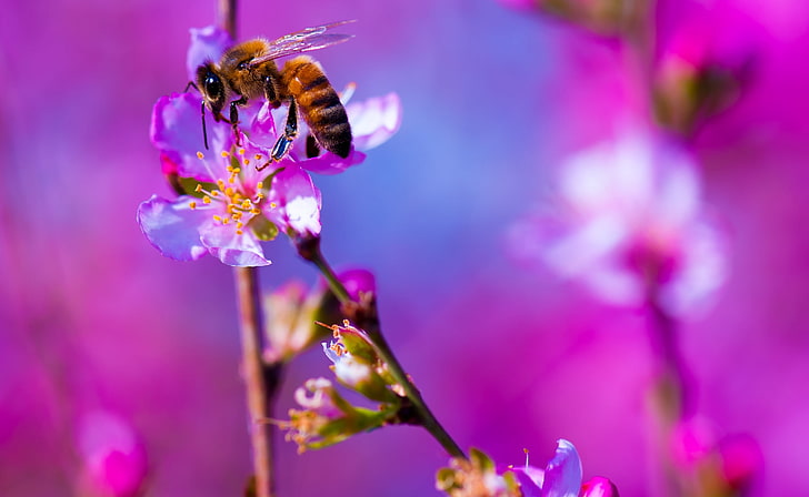 Пчела, Цветно дърво, Пролет, Животни, Насекоми, Пролет, Цветя, Пурпурен цвят, Цветове, Фотография, Макро, Калифорния, Насекомо, Цъфтеж, Цвят, Наблизо, Живи, пчела, Пролет, Пчели, дива природа, Никон, цветен прашец, фауна, флора , обединени щати, лозангелес, микро, пчела, опрашители, LaCanadaFlintridge, HD тапет