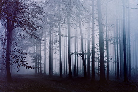 forest, fog, morning, hd, 4k, nature, HD wallpaper HD wallpaper