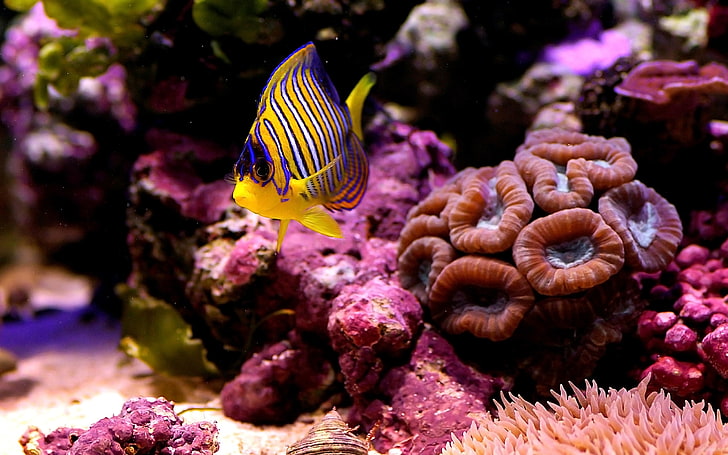 желтая и синяя рыба, море, макро, рыба, дно, кораллы, HD обои