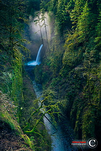 cachoeira, natureza, paisagem, água, árvores, vale, cachoeira, exibição de retrato, Clifford Paguio, floresta, longa exposição, musgo, Oregon, EUA, HD papel de parede HD wallpaper
