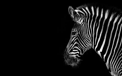 zebra tapet, bakgrund, färg, Zebra, HD tapet HD wallpaper