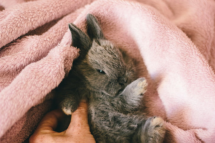 Tiere, Säugetiere, Kaninchen, HD-Hintergrundbild